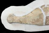 Composite Fossil Plesiosaur Paddle - Goulmima, Morocco #73946-3